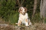 BERGER AUSTRALIEN PUPPIES 653